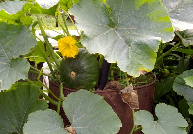 Cultiver de la citrouille dans un tonneau