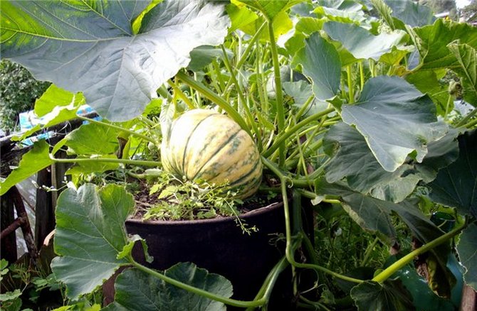 Planter, nourrir, arroser et entretenir la citrouille dans un tonneau