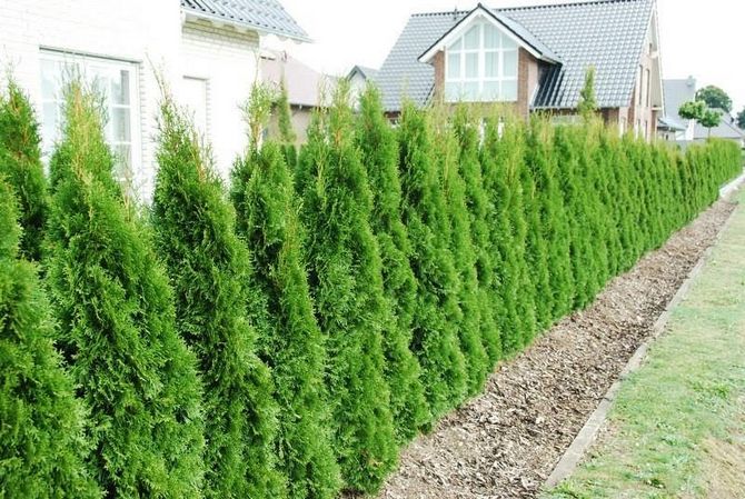 est un conifère représentant des plantes avec une forme conique prononcée et une couronne dense.