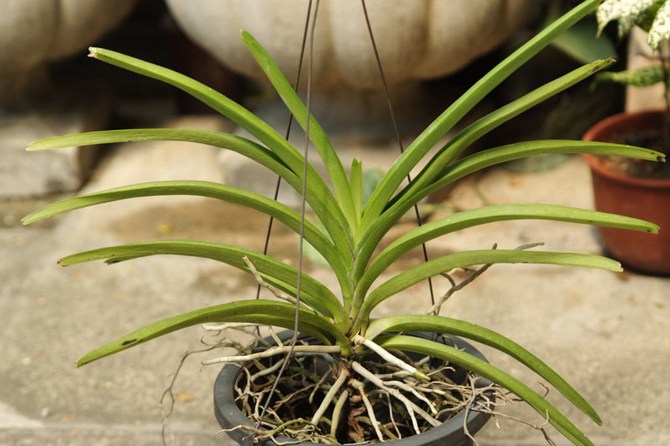 Vous devez fertiliser le vanda avec chaque arrosage tout au long de l'année.