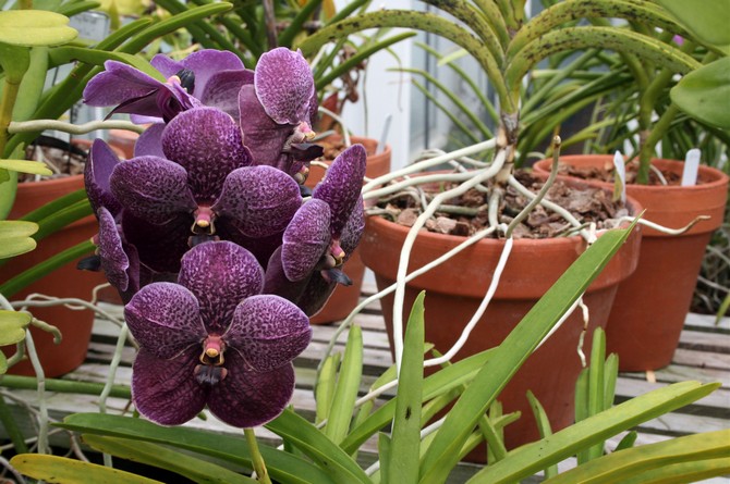 Les insectes ravageurs infectent rarement un vanda