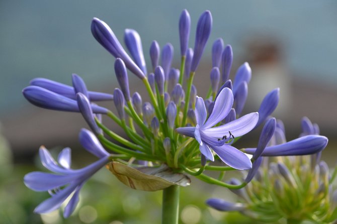 Agapanthus - soins à domicile. Culture, transplantation et reproduction d'agapanthes. Description, types. Photo - grdnexpert.com/fr