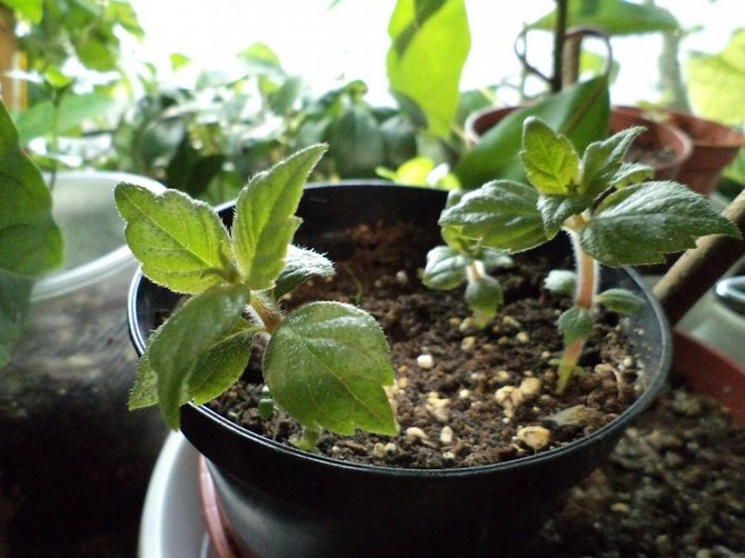 La terre prête à l'emploi pour les plantes à fleurs décoratives convient à la bouvardia