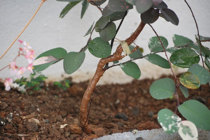 Deux fois par mois de mars à août, il est nécessaire de nourrir les plantes d'intérieur à fleurs