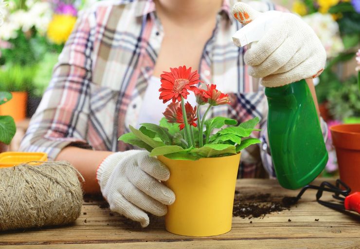 Plantes d'intérieur à fleurs