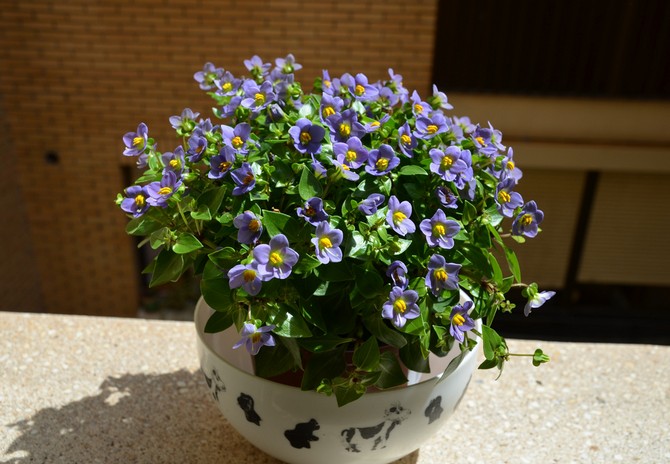 Comme beaucoup de plantes d'intérieur, Exacum ne fait pas exception et préfère une humidité élevée.