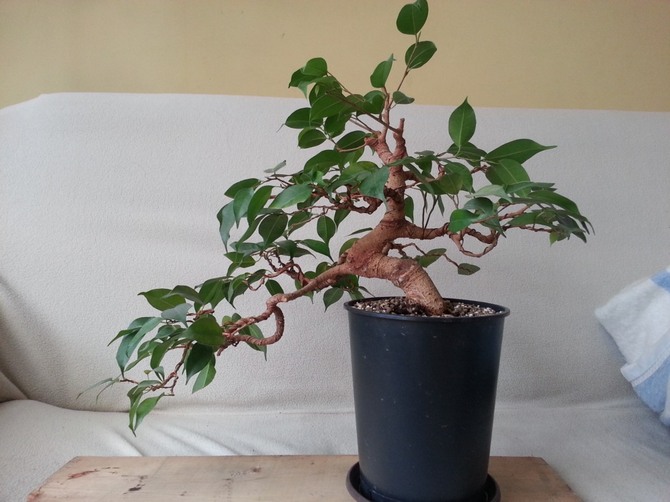 Ficus peut être comparé à un aspirateur naturel, capable de nettoyer l'espace et l'âme des soucis, des angoisses, des problèmes et de la mauvaise santé.