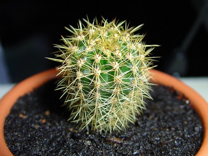 Les cactus enlèvent non seulement l'énergie négative dans la maison, mais la remplacent également par une énergie positive.