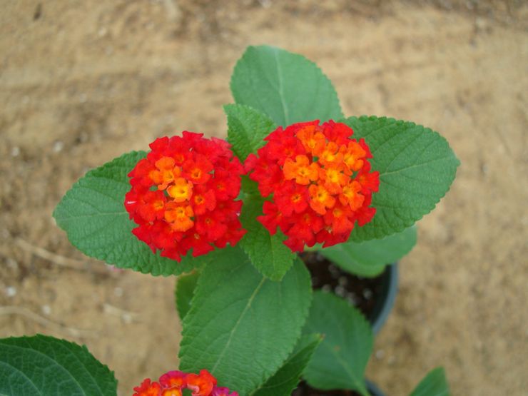 Maladies et ravageurs de la lantana