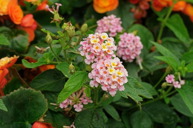 Lantana voûtée