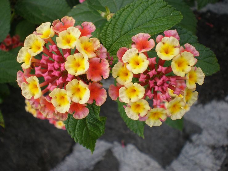 Hybride Lantana