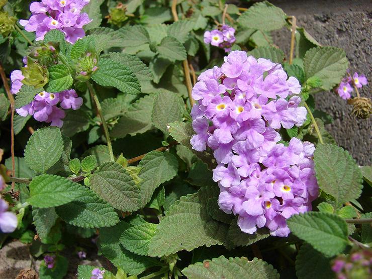 Lantana Montevideo