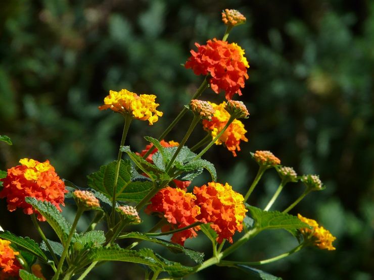 Description de lantana