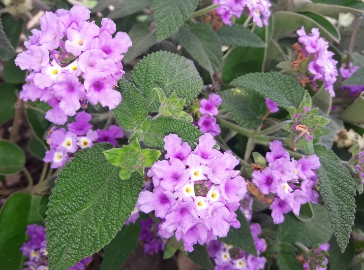 Lantana ridée