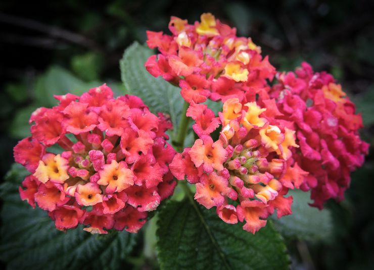 Sage lantana