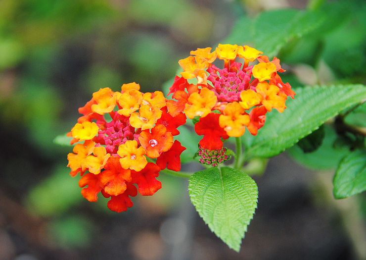 Lantana rouge sang