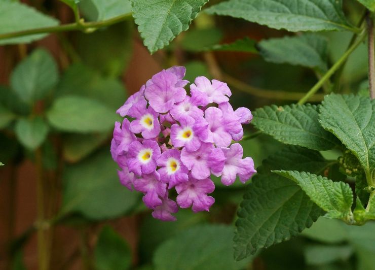 Cultiver du lantana