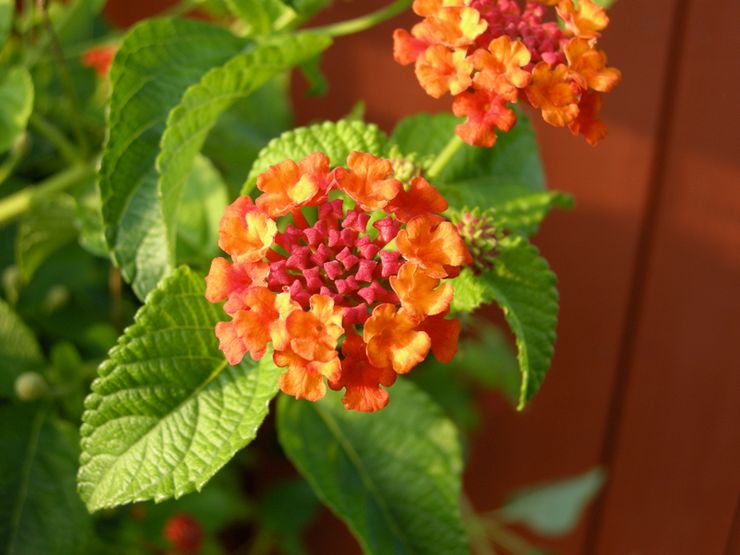 Soins à domicile pour lantana