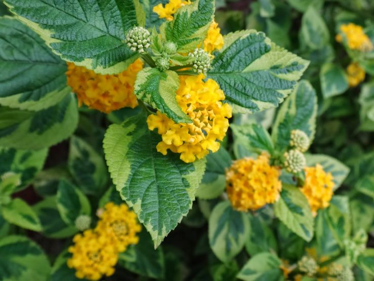 Lantana panaché