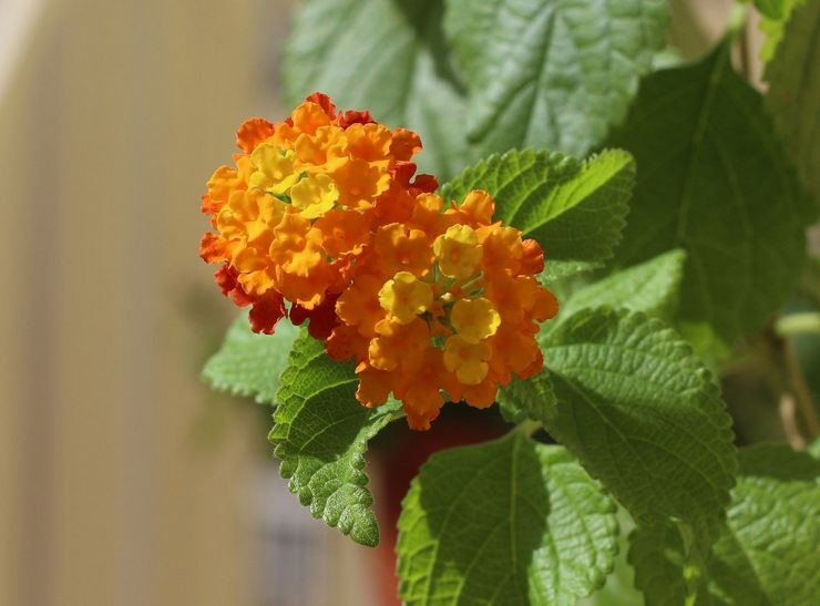 Niveau d'humidité pour lantana