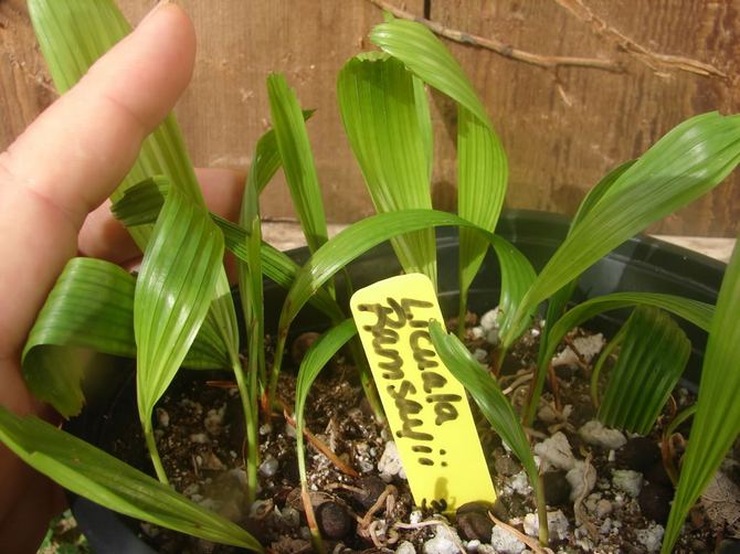 Reproduction de palmiers licuala