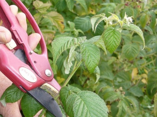 La taille des arbustes est un must lors de la culture de framboises remontantes.