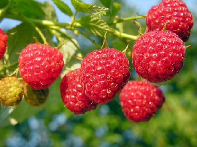 Framboise remontante - plantation et entretien. Choisir une variété de framboises remontantes