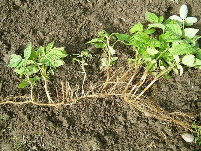 Règles de plantation pour les semis