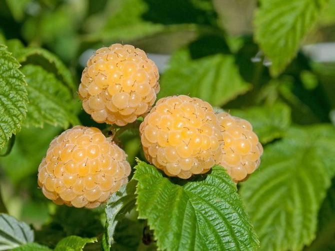 Comment choisir le bon type de framboise remontante?