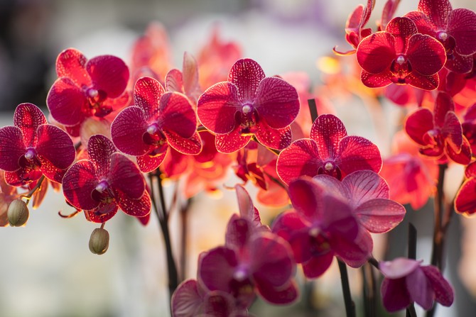 L'orchidée se nourrit d'énergie humaine la nuit et avant l'aube.