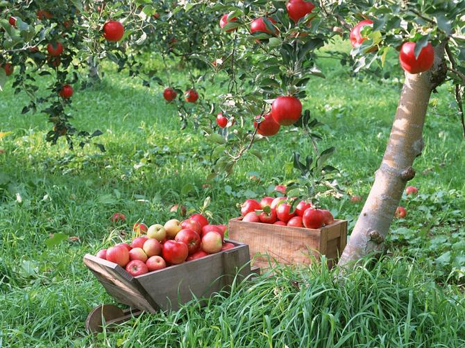 Greffer des arbres fruitiers au printemps: les meilleurs moyens