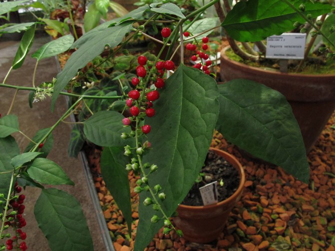 Du printemps à l'automne, la rivina est nourrie avec un engrais complexe universel