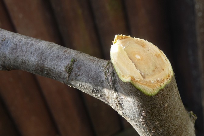 Comment cuisiner un var de jardin de vos propres mains