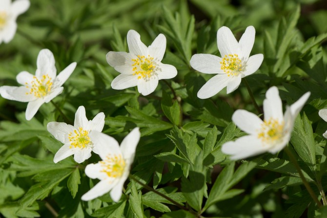 L'anémone du chêne peut devenir un véritable joyau du jardin au printemps