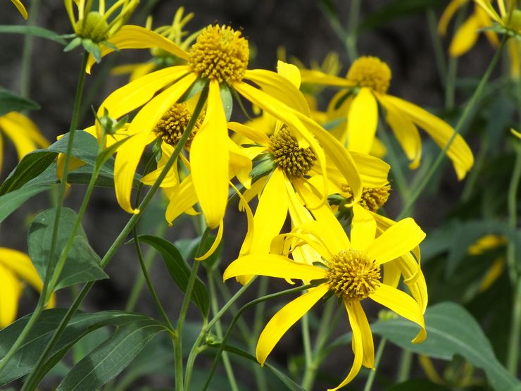 Rudbeckia disséqué ou à feuilles fendues