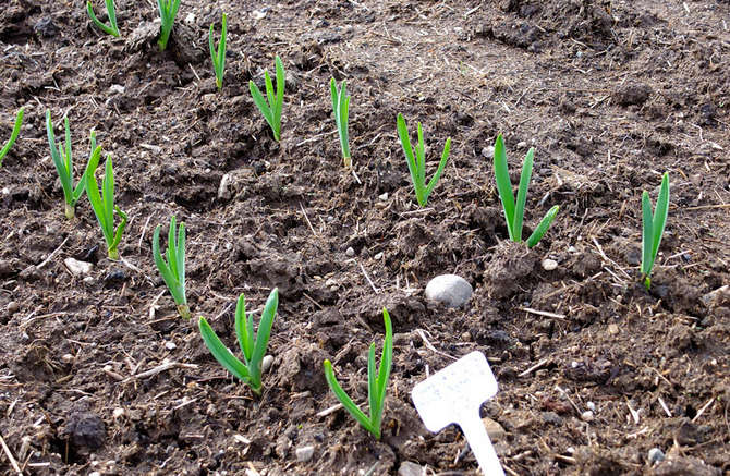 Planter et cultiver de l'ail de printemps