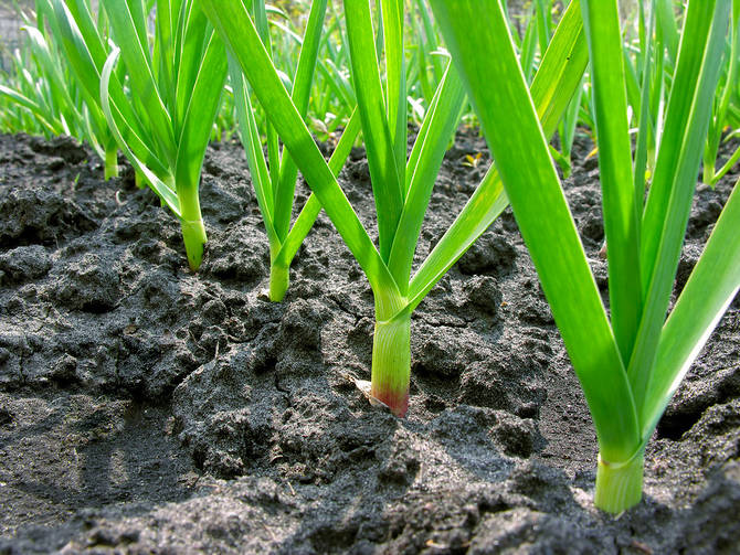 Cultiver et prendre soin de l'ail. Comment planter et faire pousser de l'ail à l'extérieur