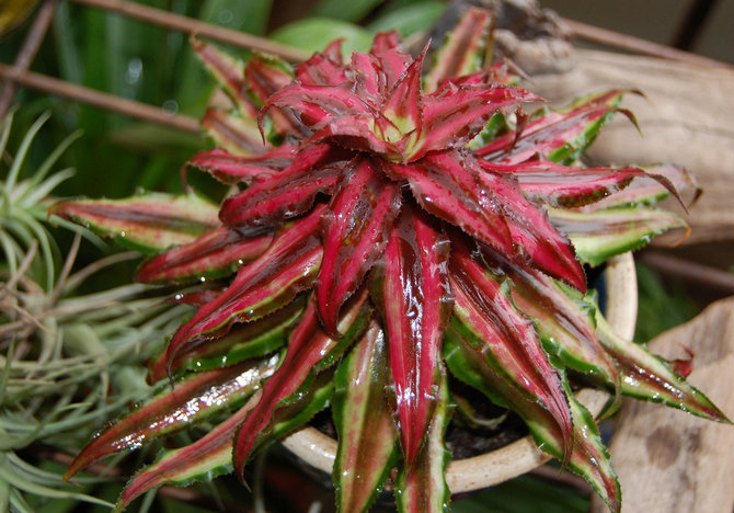 L'humidité élevée de l'air créée dans une serre ou un terrarium est idéale pour la culture de cryptantus.