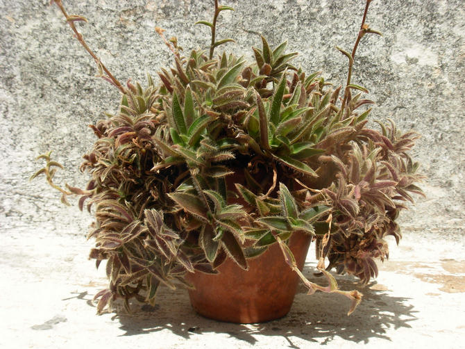 Espèces Cyanotis