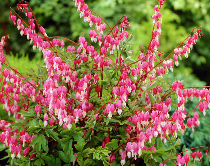 Comment faire pousser un dicentre dans le jardin