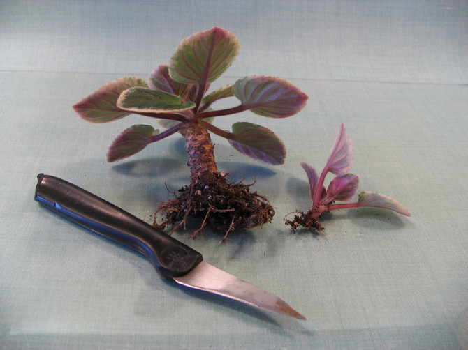 Comment transplanter correctement une violette