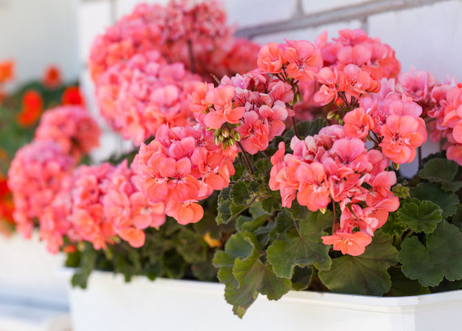 Le géranium parfumé est une plante d'intérieur parfumée qui a des arômes différents selon le cultivar.