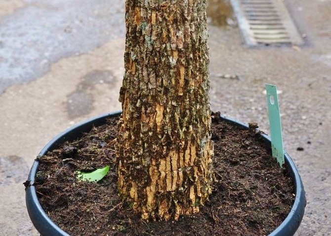 Vous pouvez acheter un mélange de sol pour planter de l'hétéropanax dans un magasin spécialisé ou le préparer vous-même.