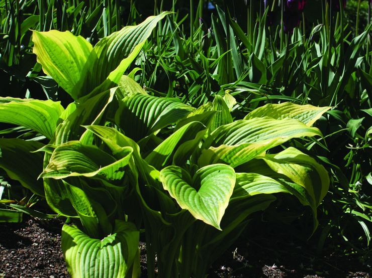 Hosta élevé