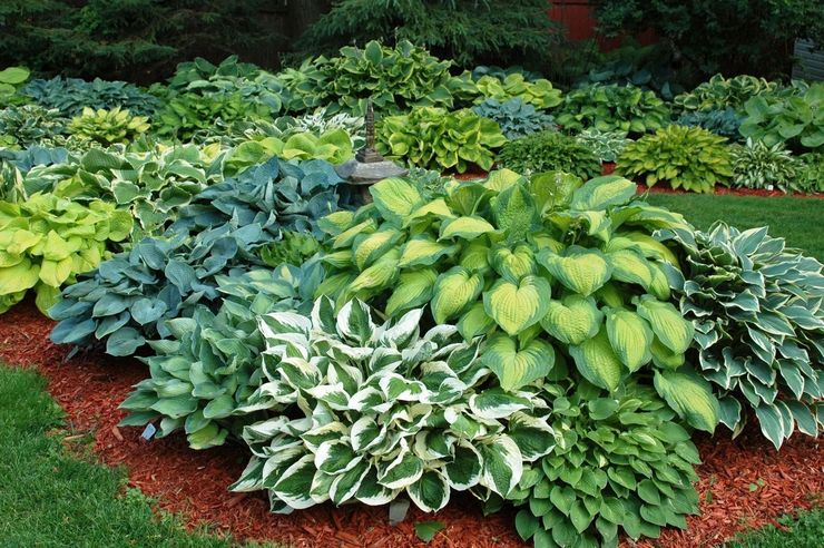 Hosta en aménagement paysager