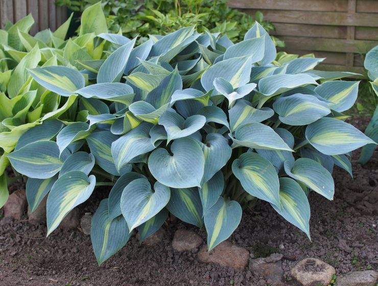 Plante Hosta