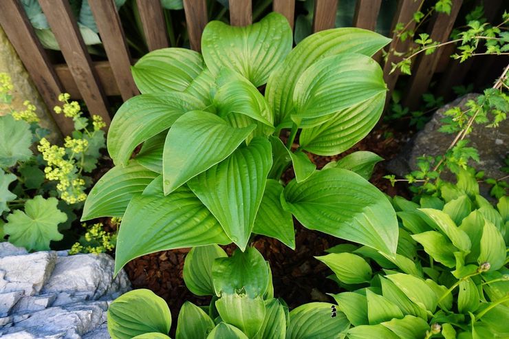 Prendre soin de l'hôte dans le jardin