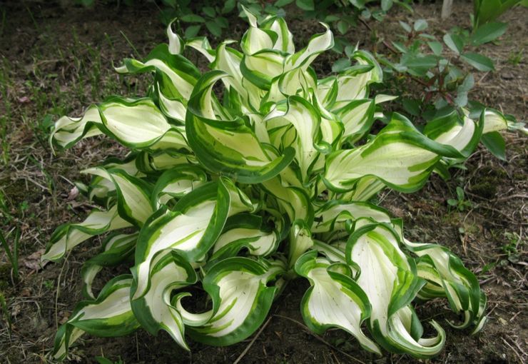 Hosta ondulé