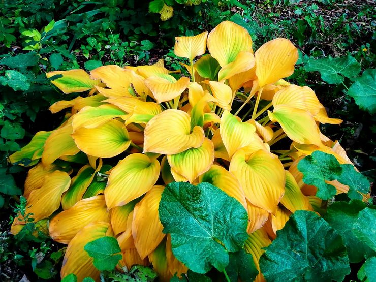 Hosta après la floraison