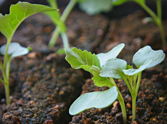 Semer des graines et faire pousser des plants